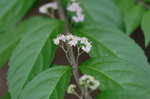 Chinese beautyberry